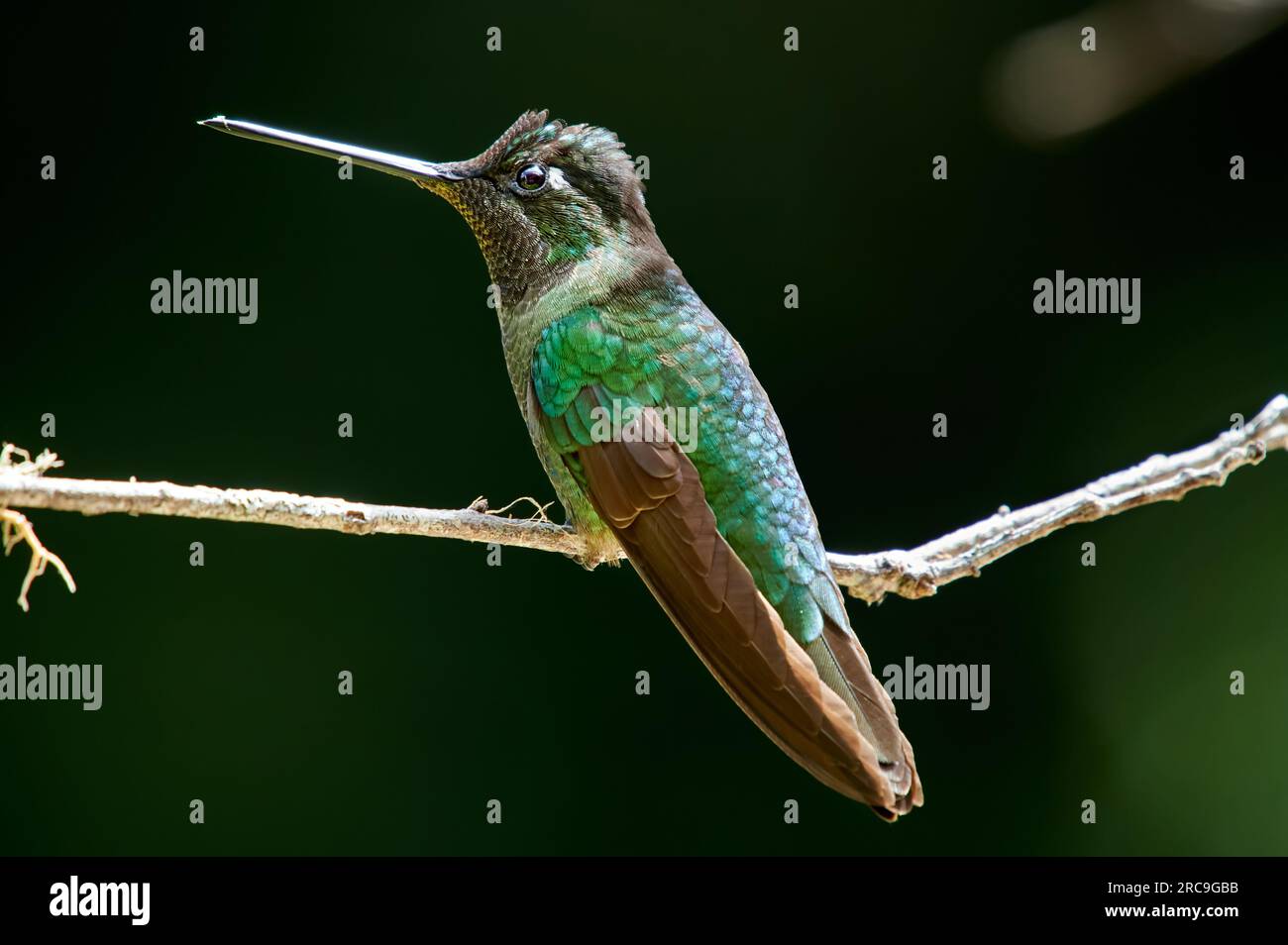 Glitzerbrillantkolibri (Eugenes spectabilis) , San Gerardo de Dota, Costa Rica, Zentralamerika | Talamanca colibri ou magnifique colibri ou Banque D'Images
