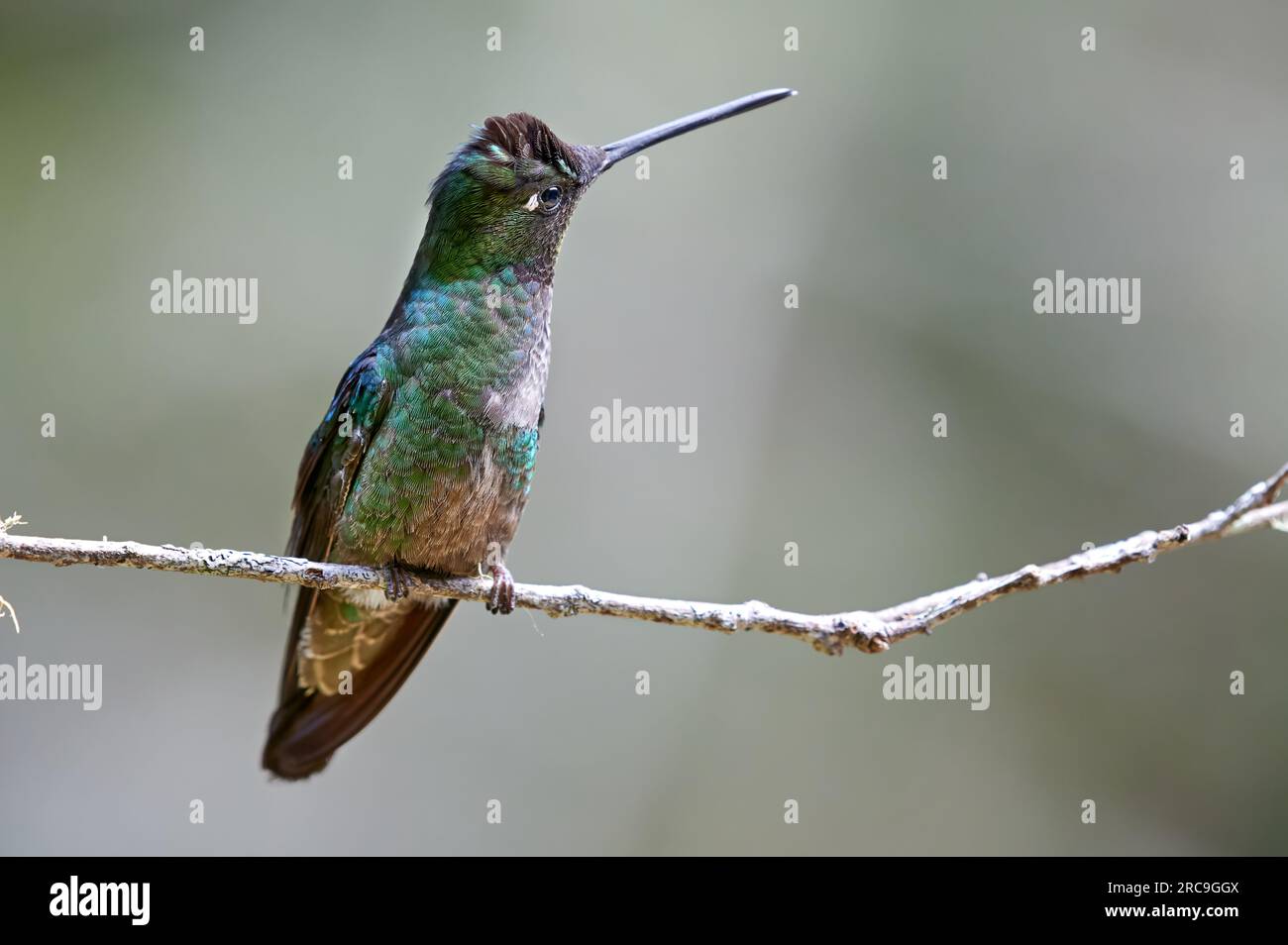 Glitzerbrillantkolibri (Eugenes spectabilis) , San Gerardo de Dota, Costa Rica, Zentralamerika | Talamanca colibri ou magnifique colibri ou Banque D'Images