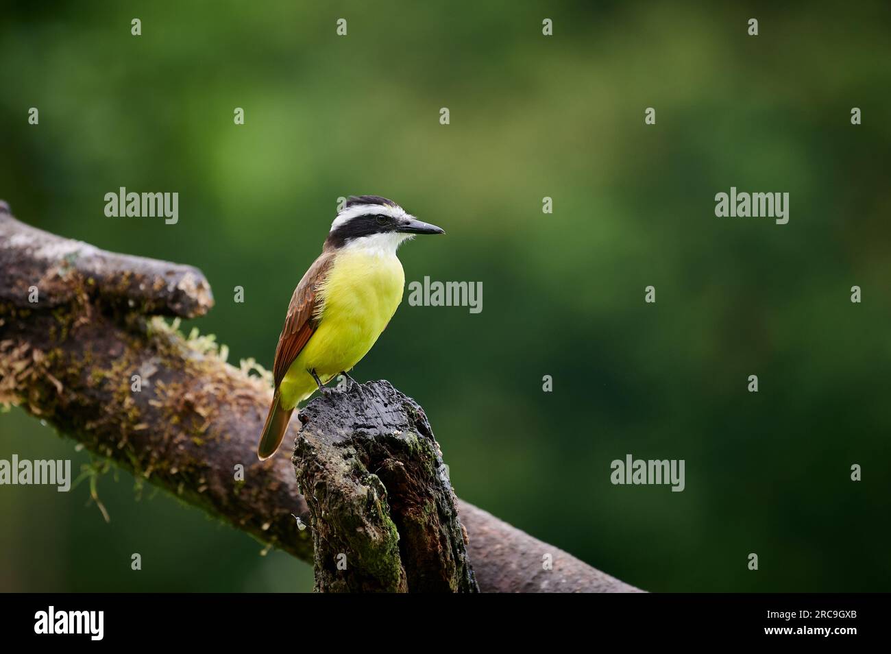 Goldbauchtyrann (Myiodynastes hemichrysus, Maquenque Eco Lodge, Costa Rica, Zentralamerika |attrape-mouche à ventre doré (Myiodynastes hemichrysus), MAQ Banque D'Images