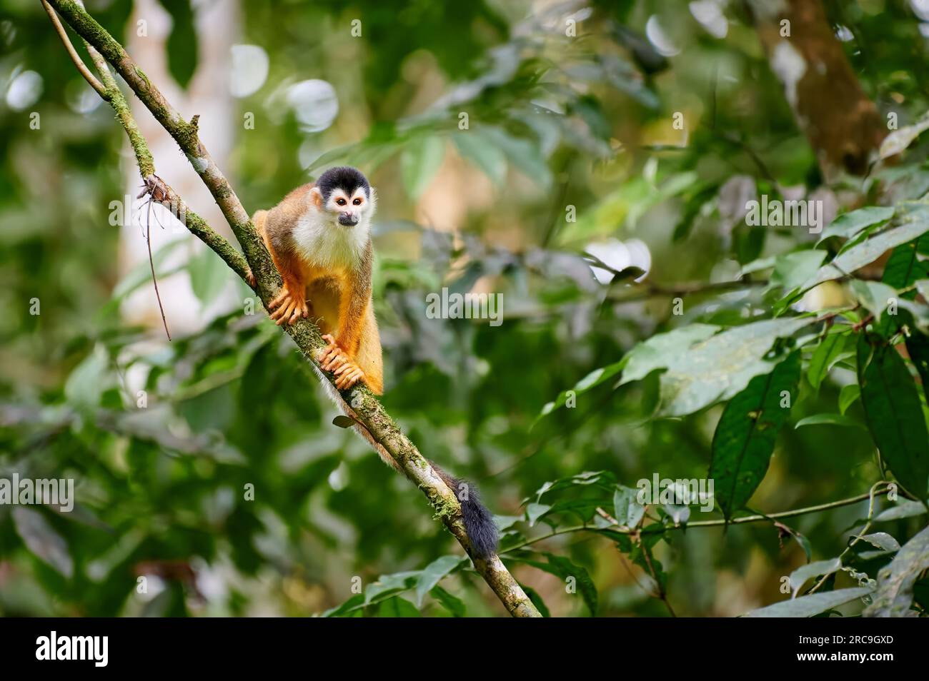 Mittelamerikanische Totenkopfaffe oder Rotrücken-Totenkopfaffe (Saimiri oerstedii), Nationalpark Corcovado, péninsule d'Osa, Costa Rica, Zentralamerika Banque D'Images