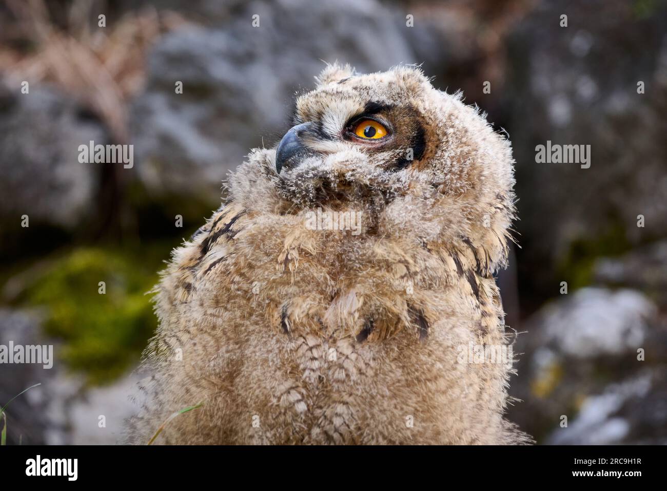 Uhu (Bubo bubo), Jungtier auf einem Fels, Heinsberg, Rhénanie-du-Nord-Westphalie, Deutschland |Indiana Eagle-hibou (Bubo bubo), jeune sur un rocher, Heinsber Banque D'Images