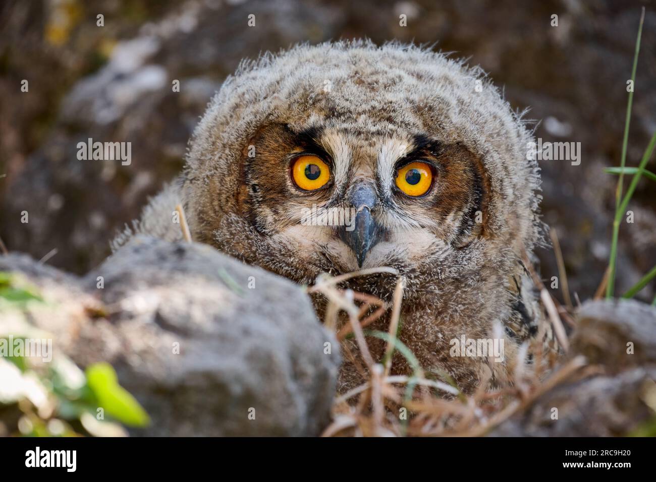 Uhu (Bubo bubo), Jungtier auf einem Fels, Heinsberg, Rhénanie-du-Nord-Westphalie, Deutschland |Indiana Eagle-hibou (Bubo bubo), jeune sur un rocher, Heinsber Banque D'Images