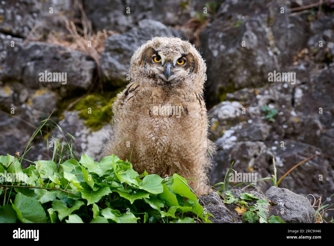 Uhu (Bubo bubo), Jungtier auf einem Fels, Heinsberg, Rhénanie-du-Nord-Westphalie, Deutschland |Indiana Eagle-hibou (Bubo bubo), jeune sur un rocher, Heinsber Banque D'Images