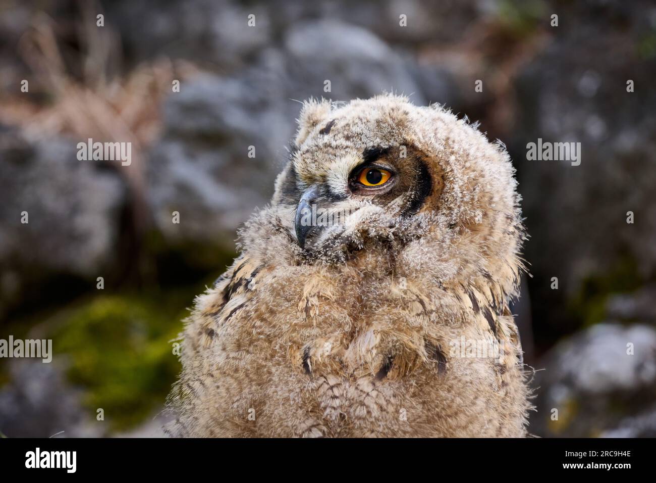 Uhu (Bubo bubo), Jungtier auf einem Fels, Heinsberg, Rhénanie-du-Nord-Westphalie, Deutschland |Indiana Eagle-hibou (Bubo bubo), jeune sur un rocher, Heinsber Banque D'Images