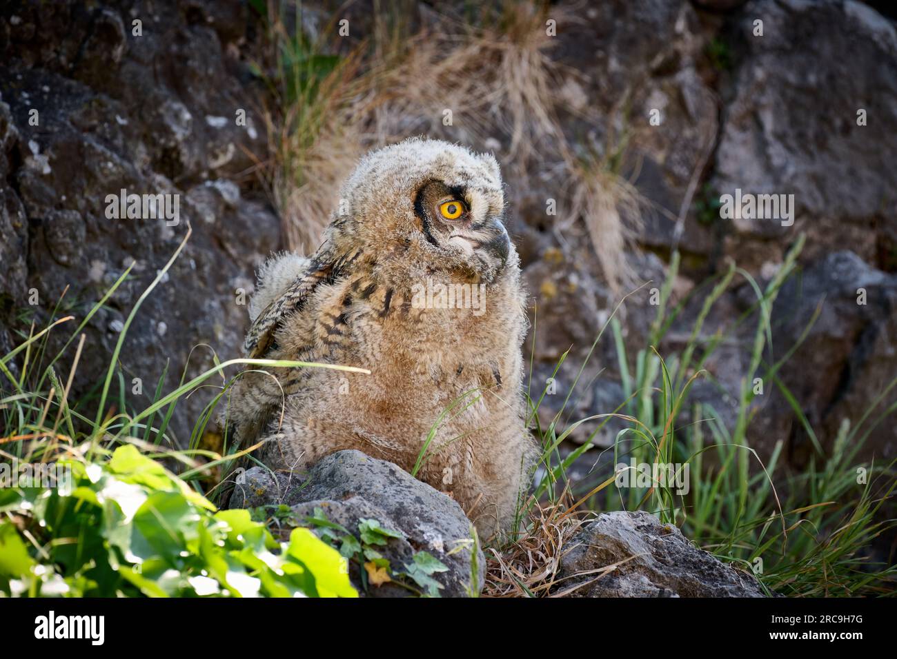 Uhu (Bubo bubo), Jungtier auf einem Fels, Heinsberg, Rhénanie-du-Nord-Westphalie, Deutschland |Indiana Eagle-hibou (Bubo bubo), jeune sur un rocher, Heinsber Banque D'Images