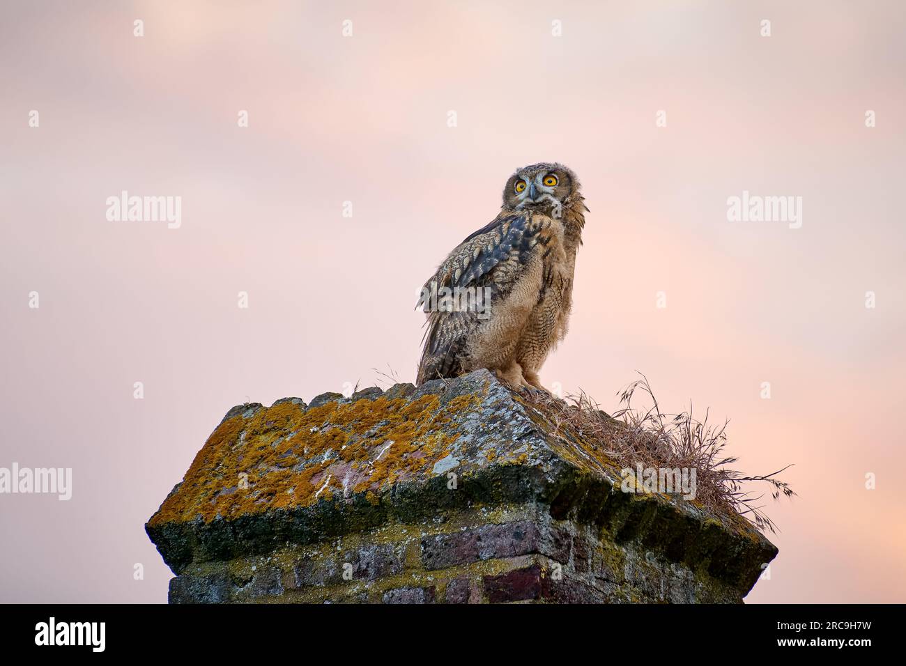 Uhu (Bubo bubo), Jungtier auf einer Mauer, Heinsberg, Nordrhein-Westfalen, Deutschland |Ouagglou d'Eurasie (Bubo bubo), jeune sur un mur, Heins Banque D'Images