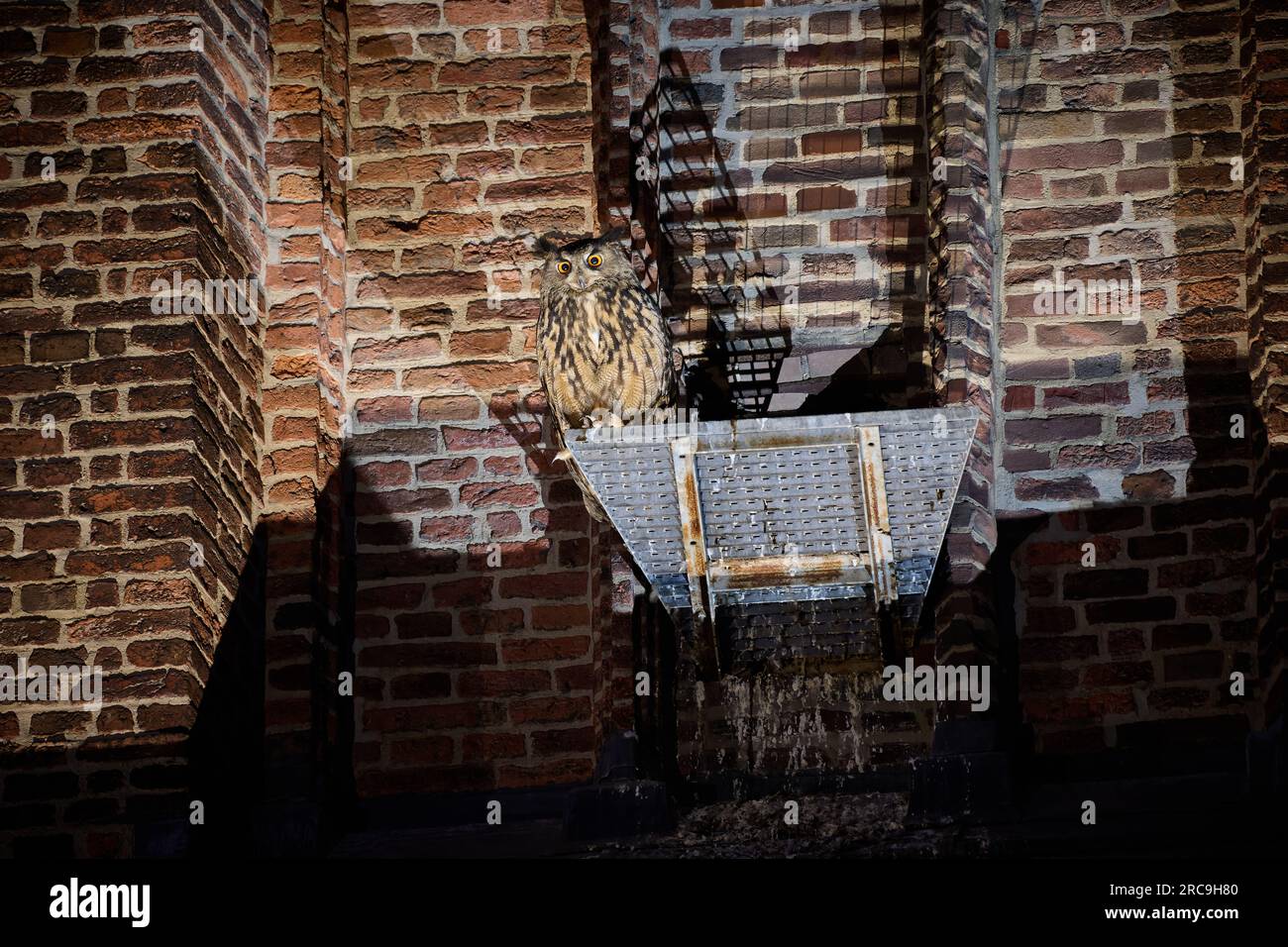 Uhu (Bubo bubo) an einem Kirchturm, Heinsberg, Rhénanie-du-Nord-Westphalie, Deutschland |Indiana Eagle-hibou (Bubo bubo) on a Church Tower, Heinsberg, North Banque D'Images