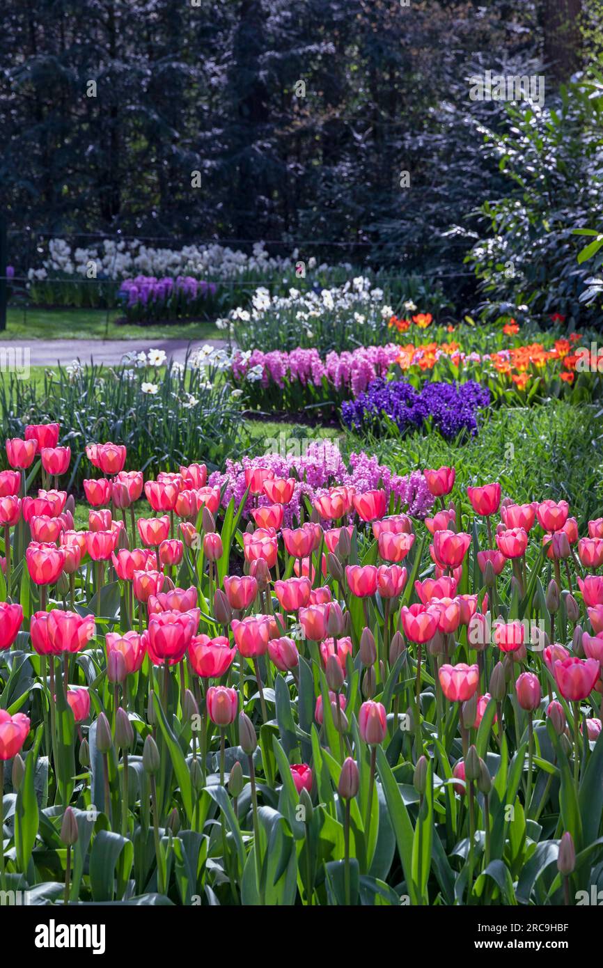 Tulpenblüte im Keukenhof à lisse, Hollande, Europe. Banque D'Images
