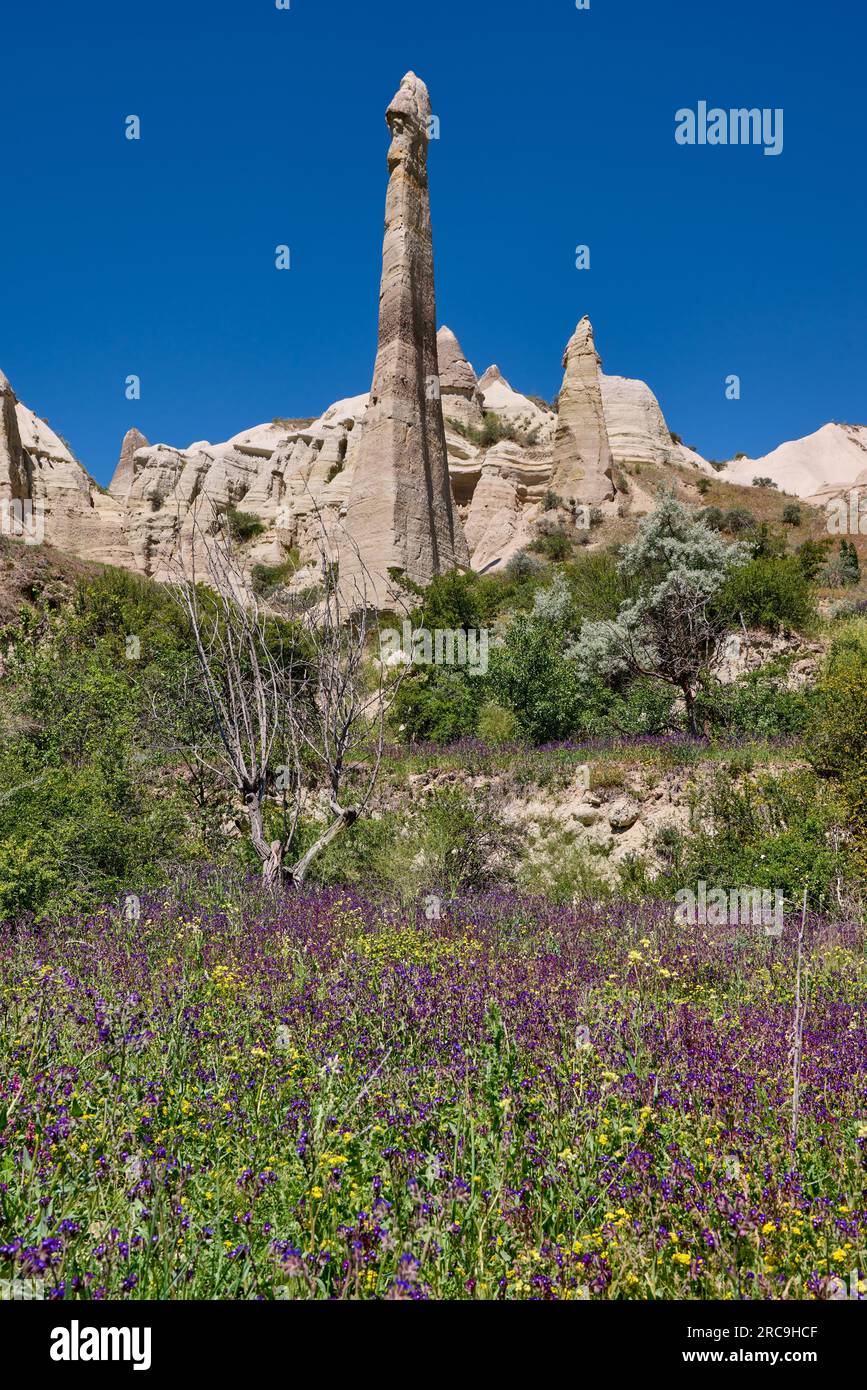 Landschaft mit Blumenwiese im love Valley BEI Göreme, Kappadokien, Anatolien, Tuerkei |paysage avec des fleurs sauvages de la vallée de l'amour près de Göreme, CAPP Banque D'Images