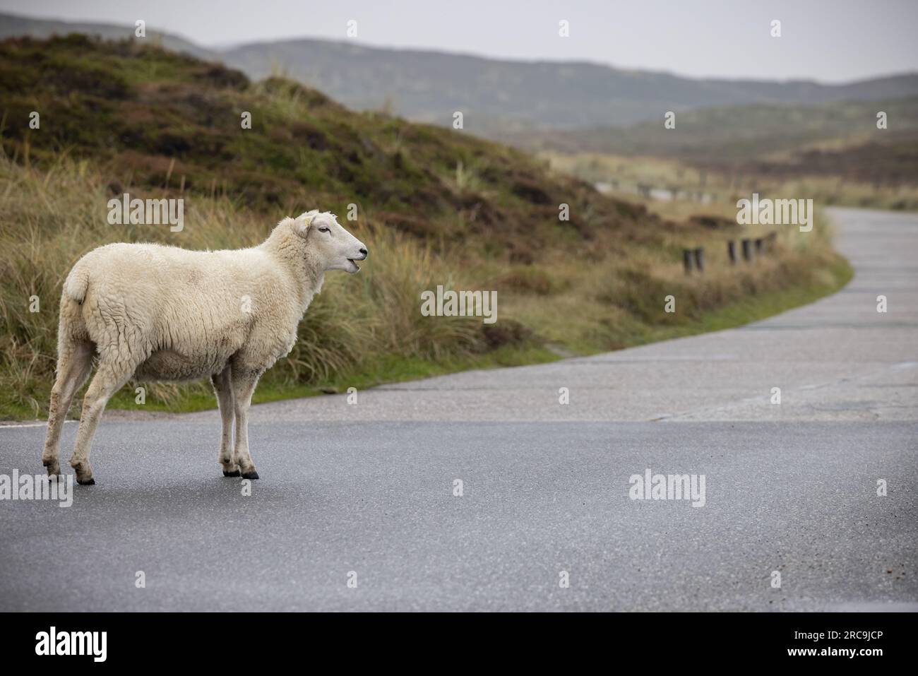 Frei laufendes, blökendes Schaf spaziert auf der regennassen Listlandstraße auf Sylt. Hier haben die Vierbeiner Vorfahrt Banque D'Images