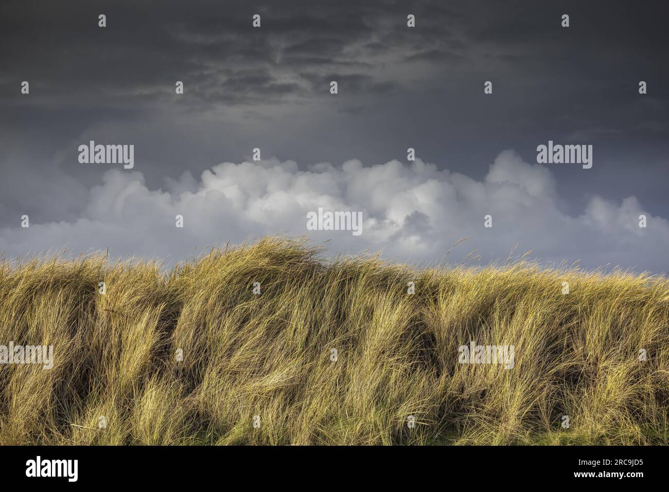 Dramatischer Wolkenhimmel über vom Wind zerzausten Strandhafer, der auf dem Roten Kliff dans Kampen /Sylt wächst Banque D'Images