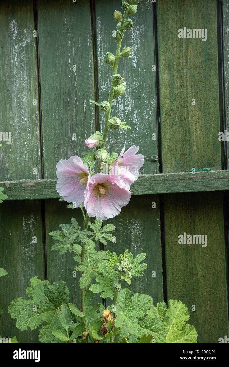 Hollyhocks en pleine fleur contre ancien abri de jardin Banque D'Images