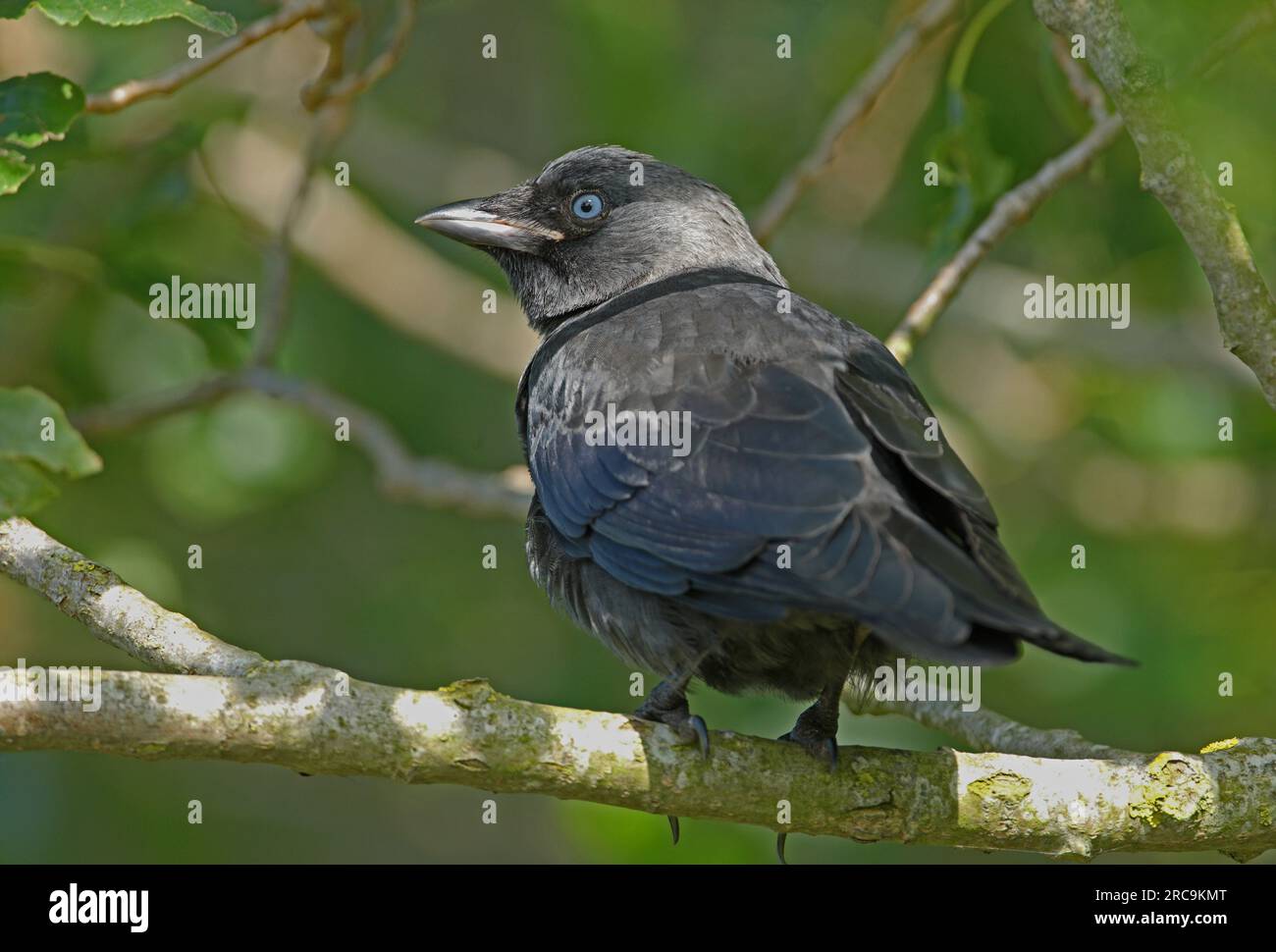 WESTERN Jackdaw (Corvus monedula) juvénile perché sur la branche Suffolk, Royaume-Uni. Juillet Banque D'Images