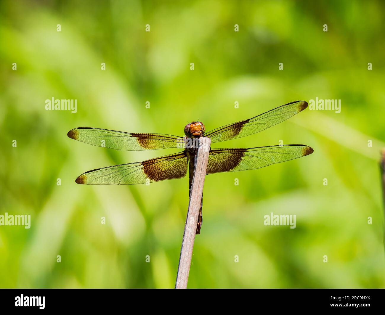 Gros plan de Dragonfly au sol à Oklahoma Banque D'Images