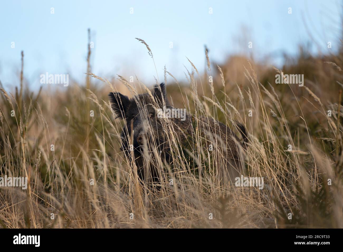 Le cochon sauvage regarde d'un œil à l'autre. Sanglier dans la prairie. Nature européenne. Banque D'Images