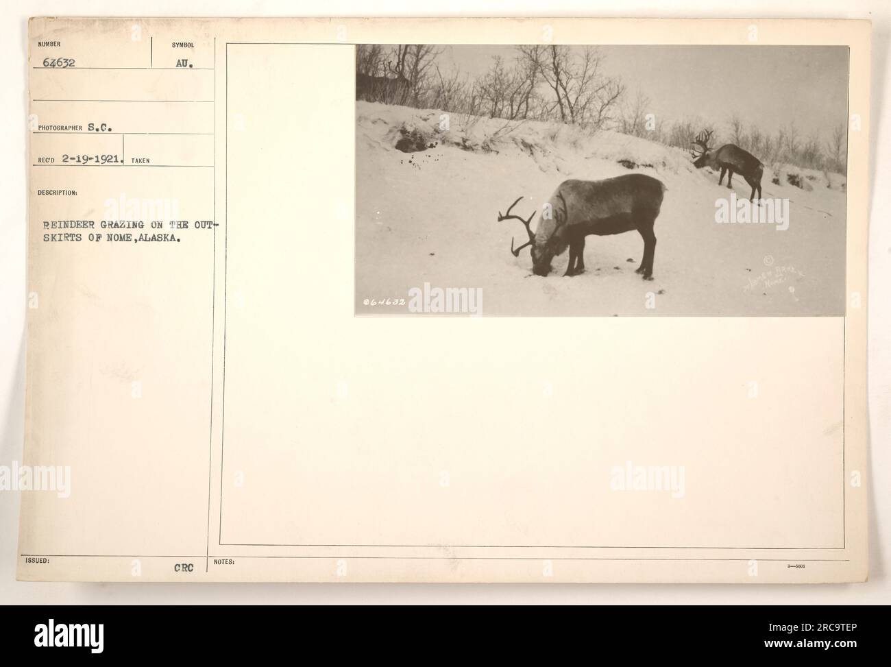 Les rennes paissent à la périphérie de Nome, Alaska. Cette photographie, numérotée 64632 et prise par le photographe S.C., a été reçue le 19 février 1921. La description indique que l'image capture le symbole au, se référant probablement à la présence d'or dans la région. L'étiquette '18SUED : CRC NOTES 064632 30' apparaît également sur la photo. Banque D'Images