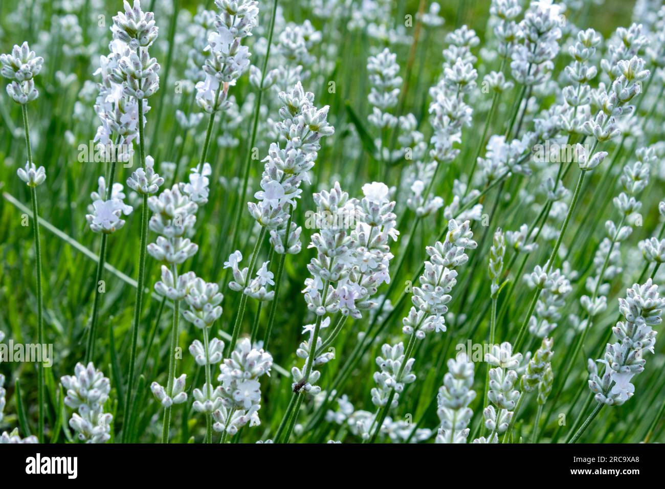 Plantes de lavande blanche fleurissant dans un spray comme la brume Banque D'Images