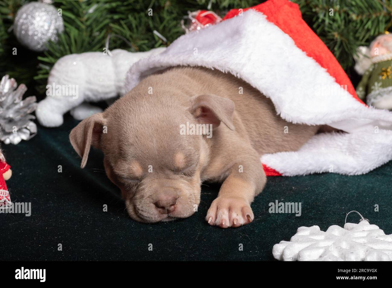 Dormir un petit chiot Bully américain mignon dans un chapeau de père Noël à côté d'un arbre de Noël décoré de jouets, flocons de neige, cônes. Noël et nouvel an pour p Banque D'Images