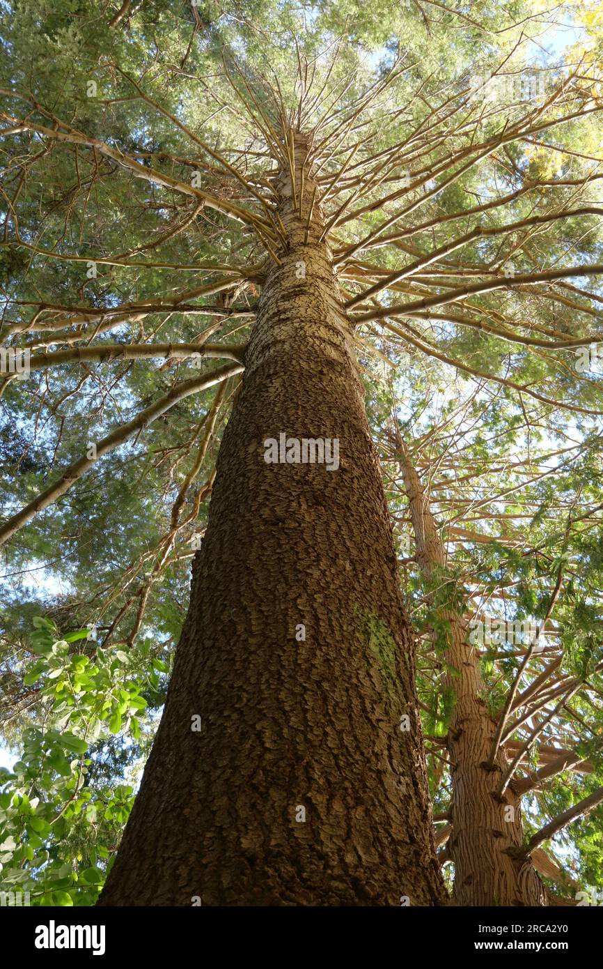 En regardant un bel arbre au parc Whytecliff à West Vancouver, Colombie-Britannique, Canada Banque D'Images