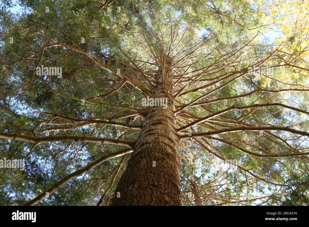 En regardant un bel arbre au parc Whytecliff à West Vancouver, Colombie-Britannique, Canada Banque D'Images