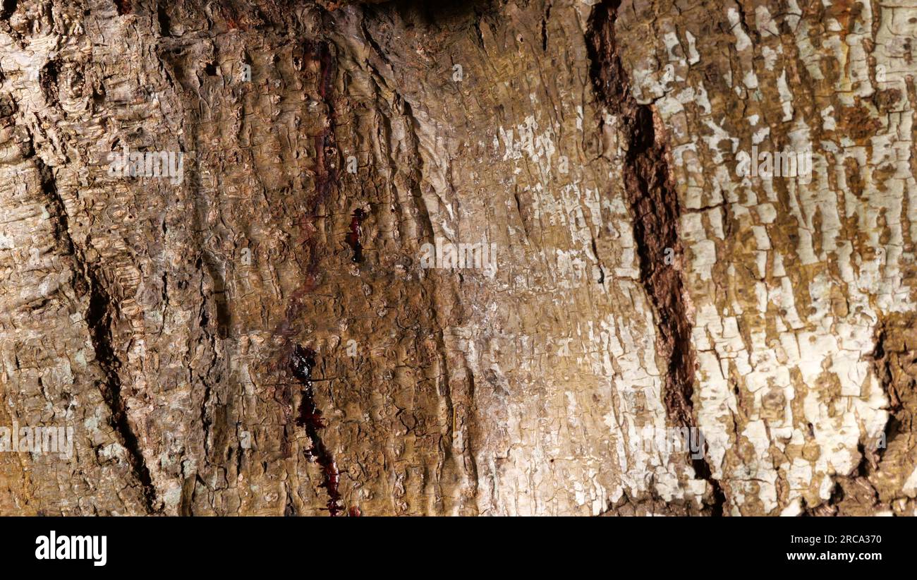 Gros plan détaillé de l'écorce d'arbre Banque D'Images