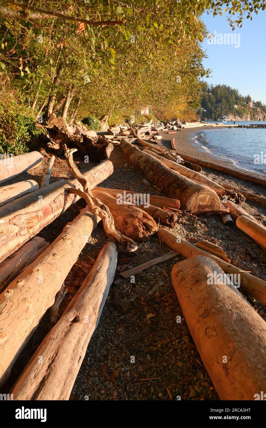 Saison d'automne au parc Whytecliff, West Vancouver, Colombie-Britannique, Canada Banque D'Images