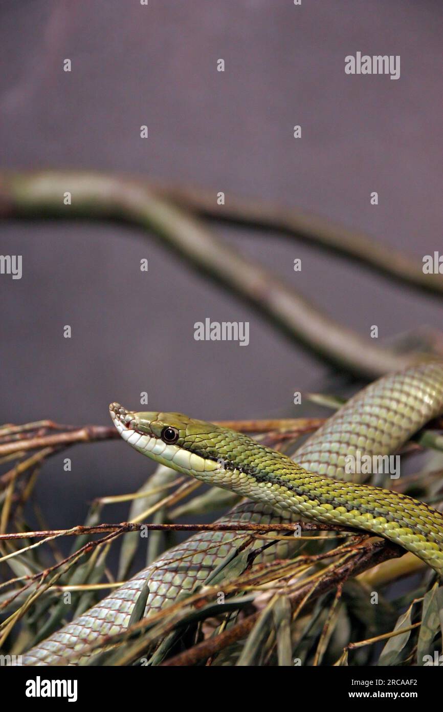 Le coureur vert de Baron, philodryas baroni, est un serpent venimeux endémique d'Amérique du Sud Banque D'Images