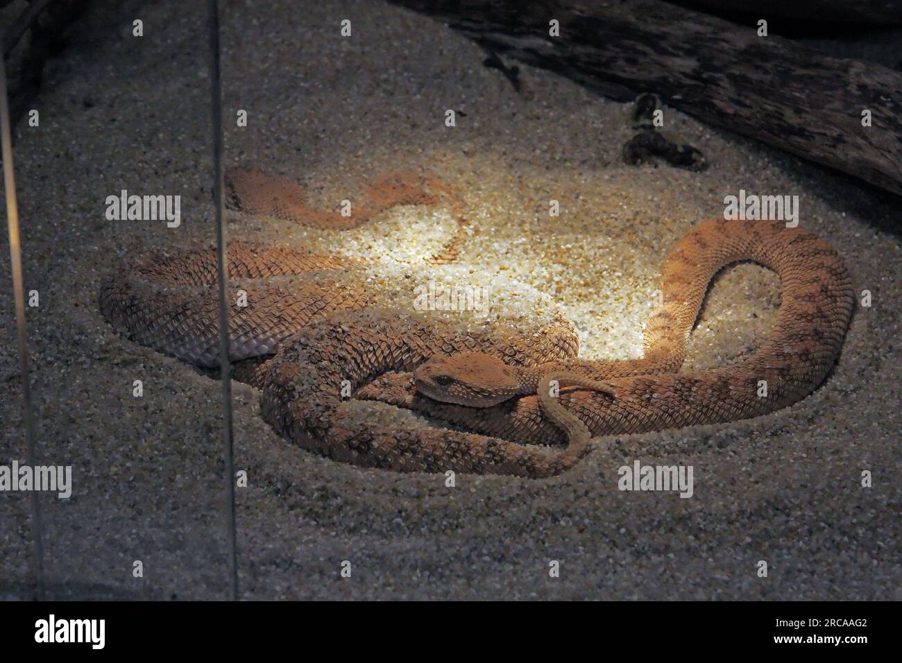 La vipère à cornes d'Arabie, cerastes gasperettii, est une espèce de vipère venimeuse que l'on trouve dans la péninsule arabique Banque D'Images
