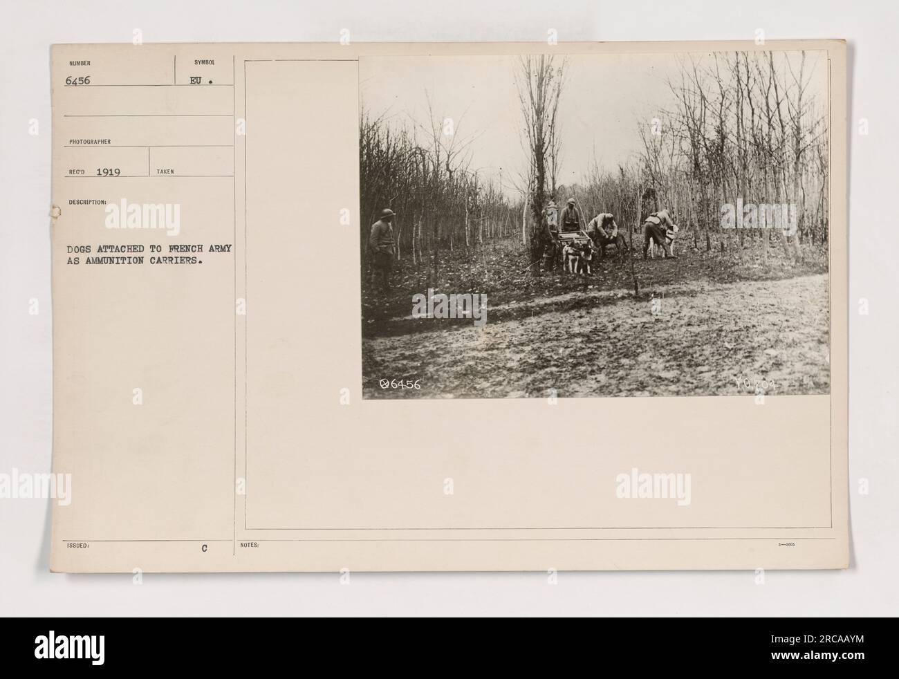 Des chiens de l'armée française sont vus attachés à des porte-munitions sur cette photographie prise en 1919. Ils ont été formés pour aider au transport de munitions pour les opérations militaires. Image reproduite avec l'aimable autorisation de National Archives and Records Administration, ID 111-SC-6456. Banque D'Images