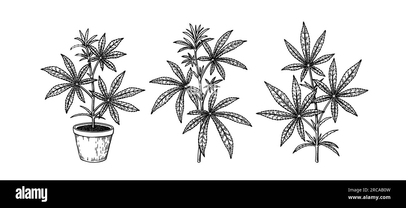 Ensemble de branches de cannabis et plante de chanvre en pot. Éléments de conception de marijuana dessinés à la main. Illustration vectorielle dans le style d'esquisse Illustration de Vecteur