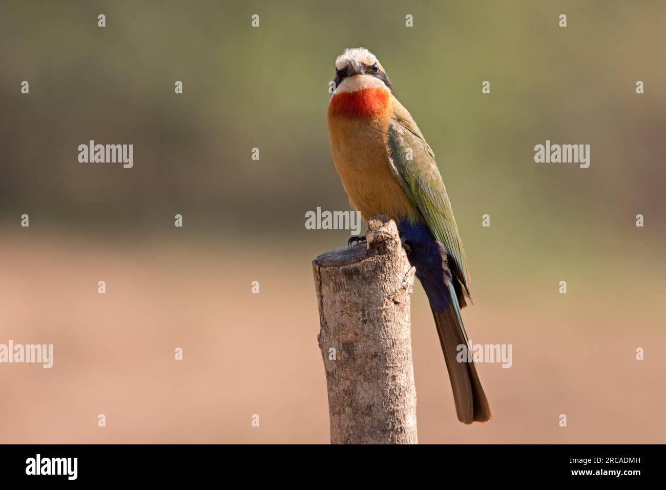 L'Oie rieuse Bee-eater Banque D'Images