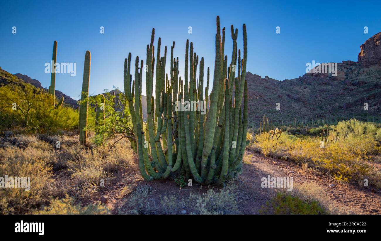 Organ Pipe at Sunrise | Organ Pipe Cactus National Monument, Arizona, États-Unis Banque D'Images