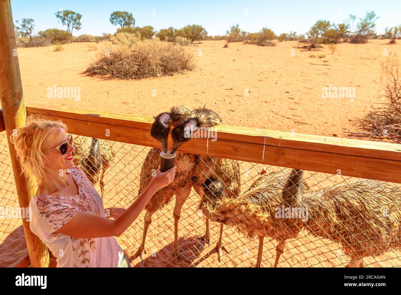 Femme nourrissant Emus, Dromaius novaehollandiae espèce. L'émeu est endémique en Australie où il est le plus grand oiseau indigène. Territoire du Nord du Banque D'Images