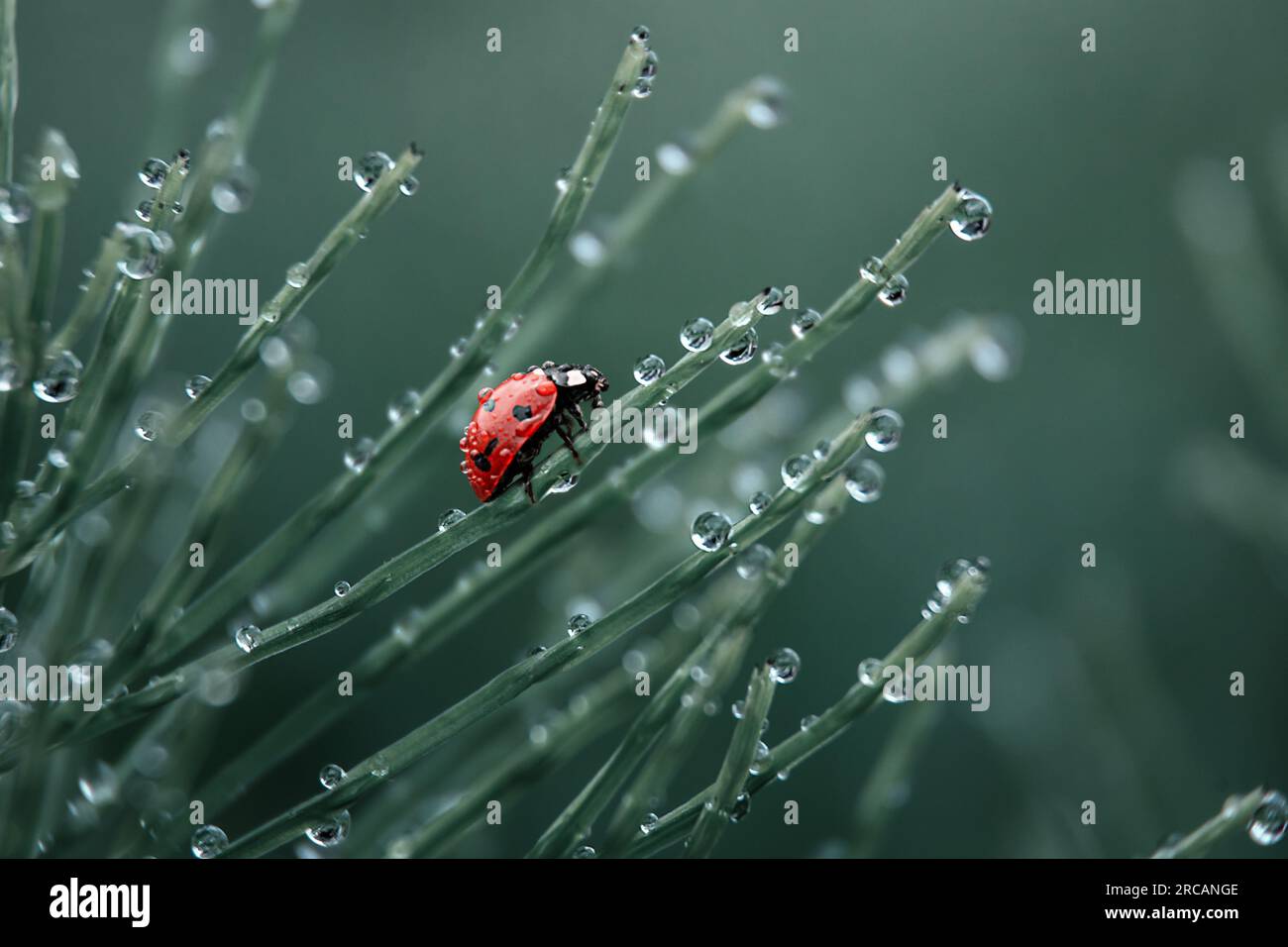 coléoptère dans les gouttes de pluie sur l'herbe verte Banque D'Images