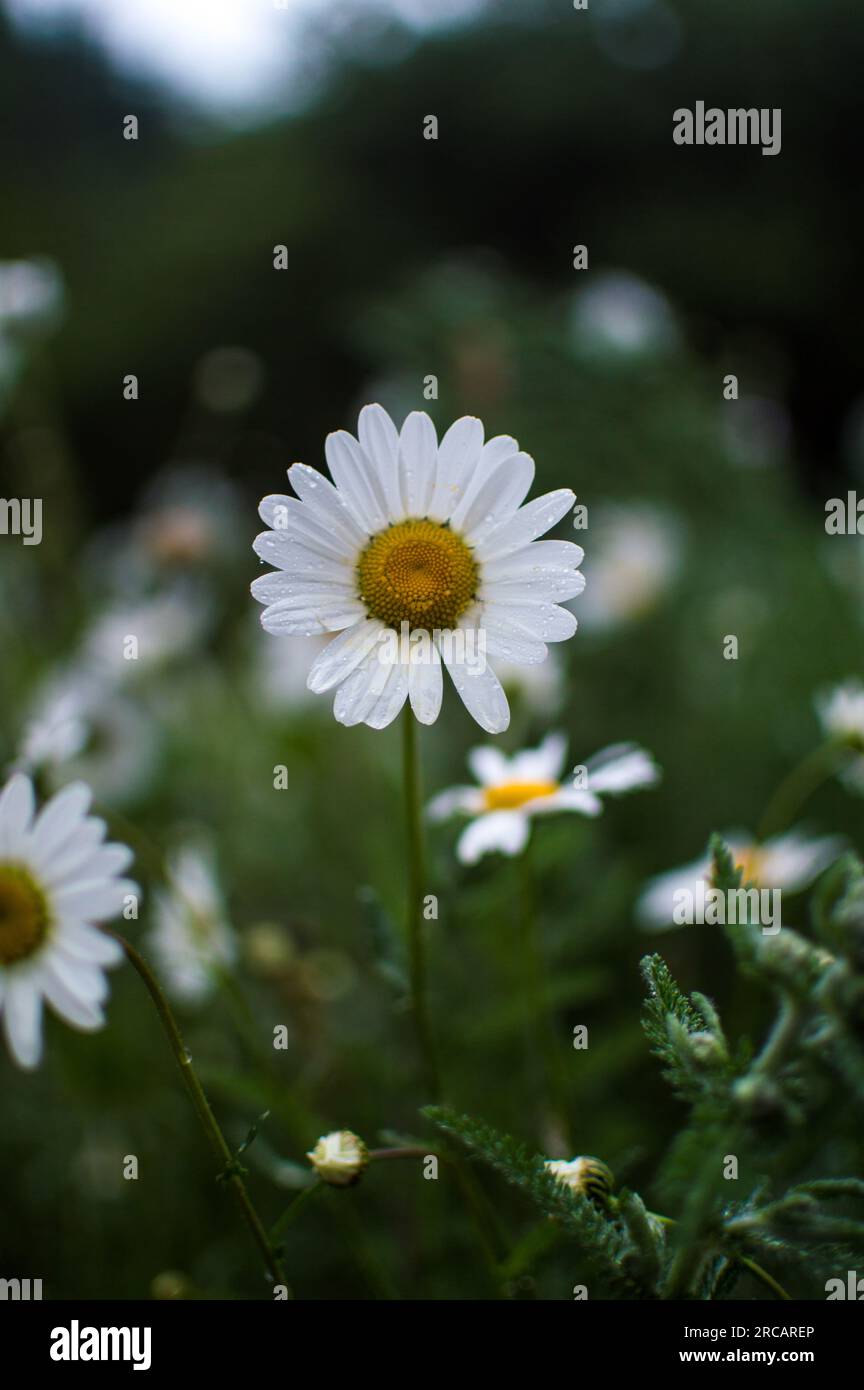 Oxeye Daisy, Cardinham Woods, Cornouailles, Angleterre, Royaume-Uni Banque D'Images