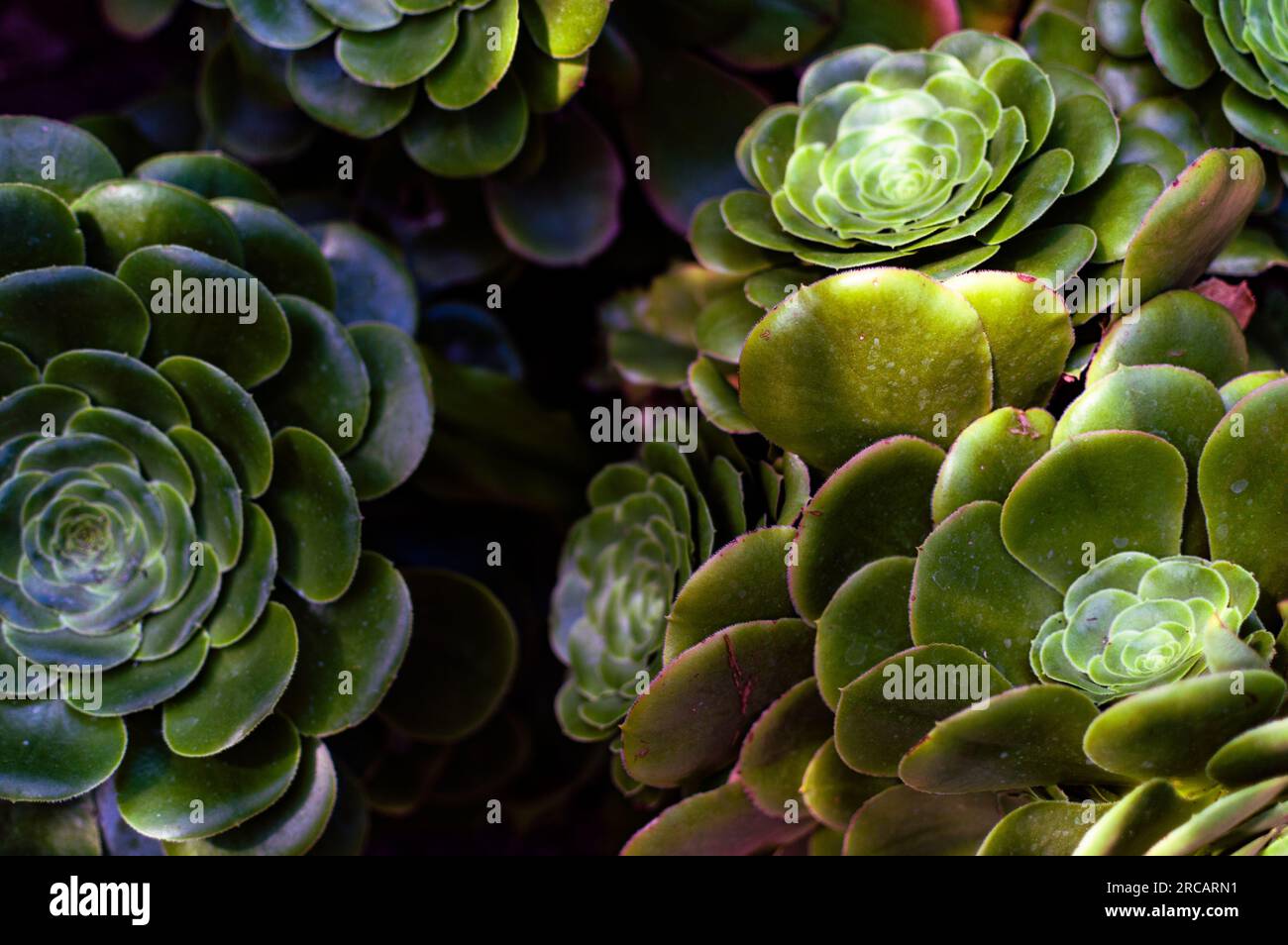 Gros plan de Tree Aeonium, The Eden Project, Cornwall, Angleterre, Royaume-Uni Banque D'Images