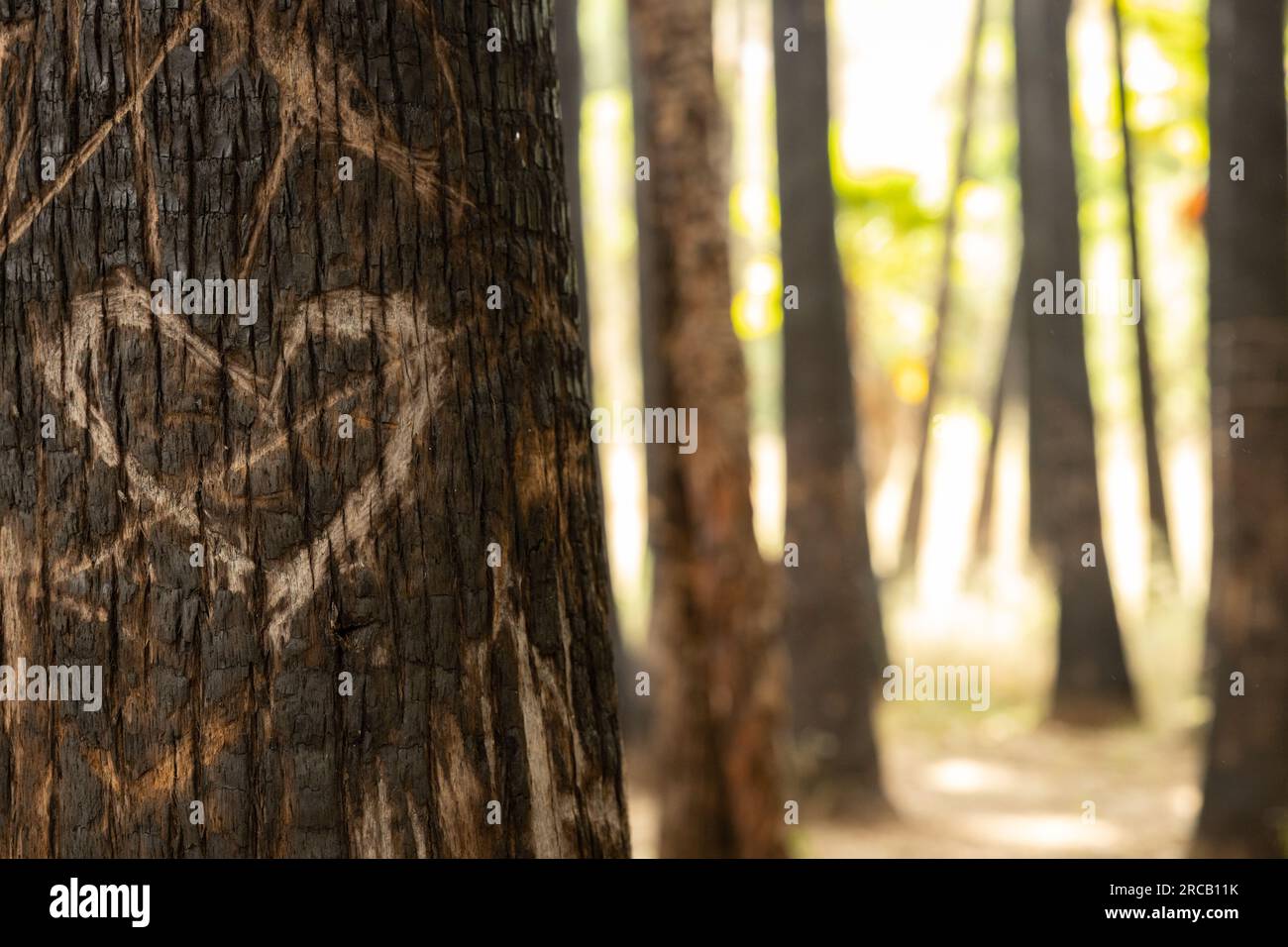 graffiti en forme de coeur sur un tronc d'arbre Banque D'Images