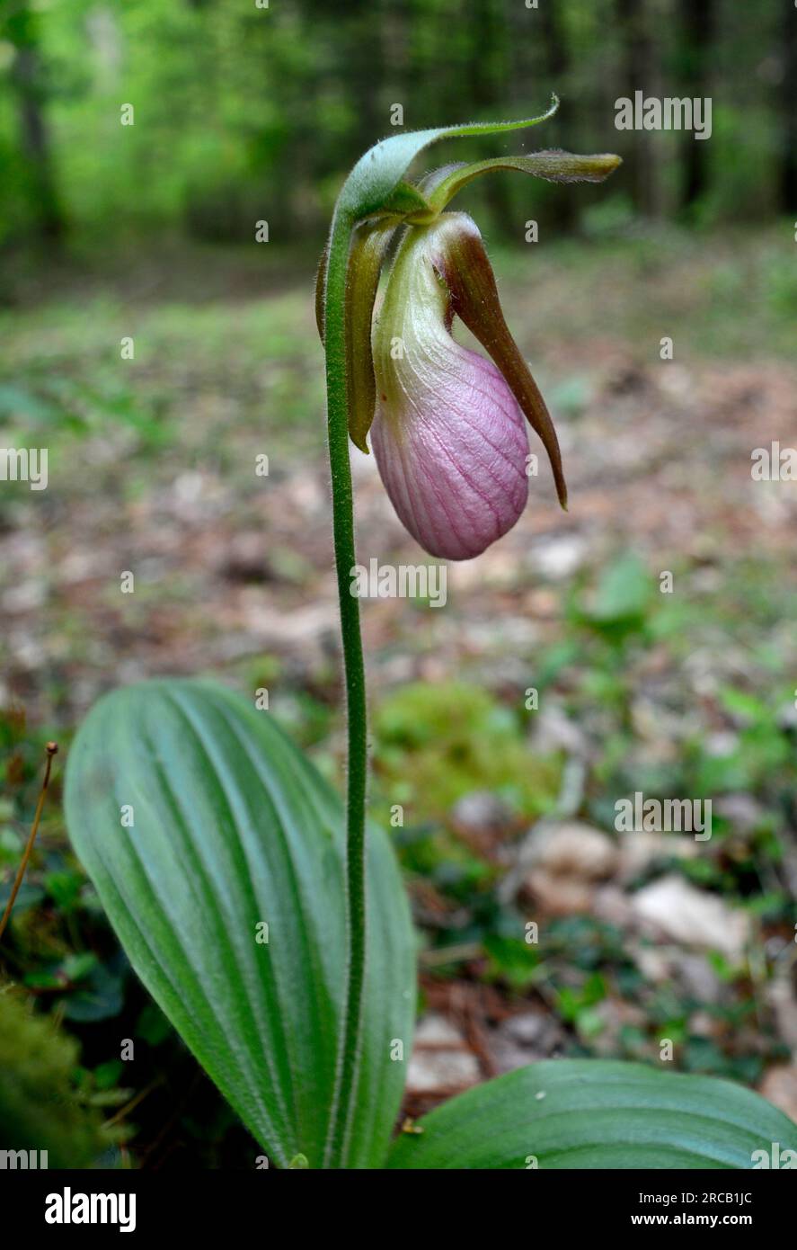 Fleur sauvage de Cypripedium acaule, un slipper rose qui pousse dans la forêt nationale de Cherokee près de Laurel Bloomery, Tennessee, États-Unis Banque D'Images