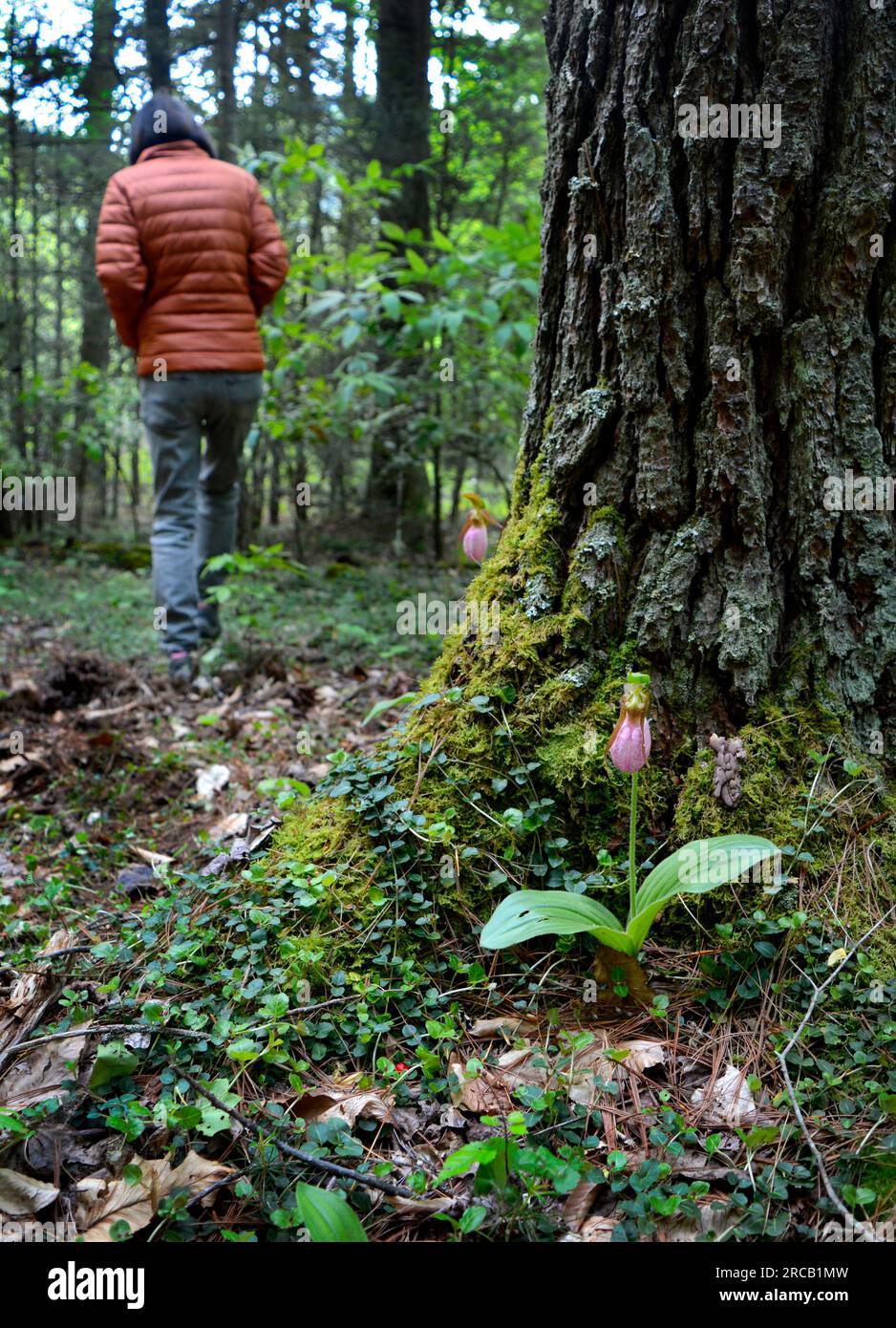 Une femme marche près d'une fleur sauvage de Cypripedium (Cypripedium acaule) dans la forêt nationale Cherokee près de Laurel Bloomery, Tennessee, États-Unis Banque D'Images