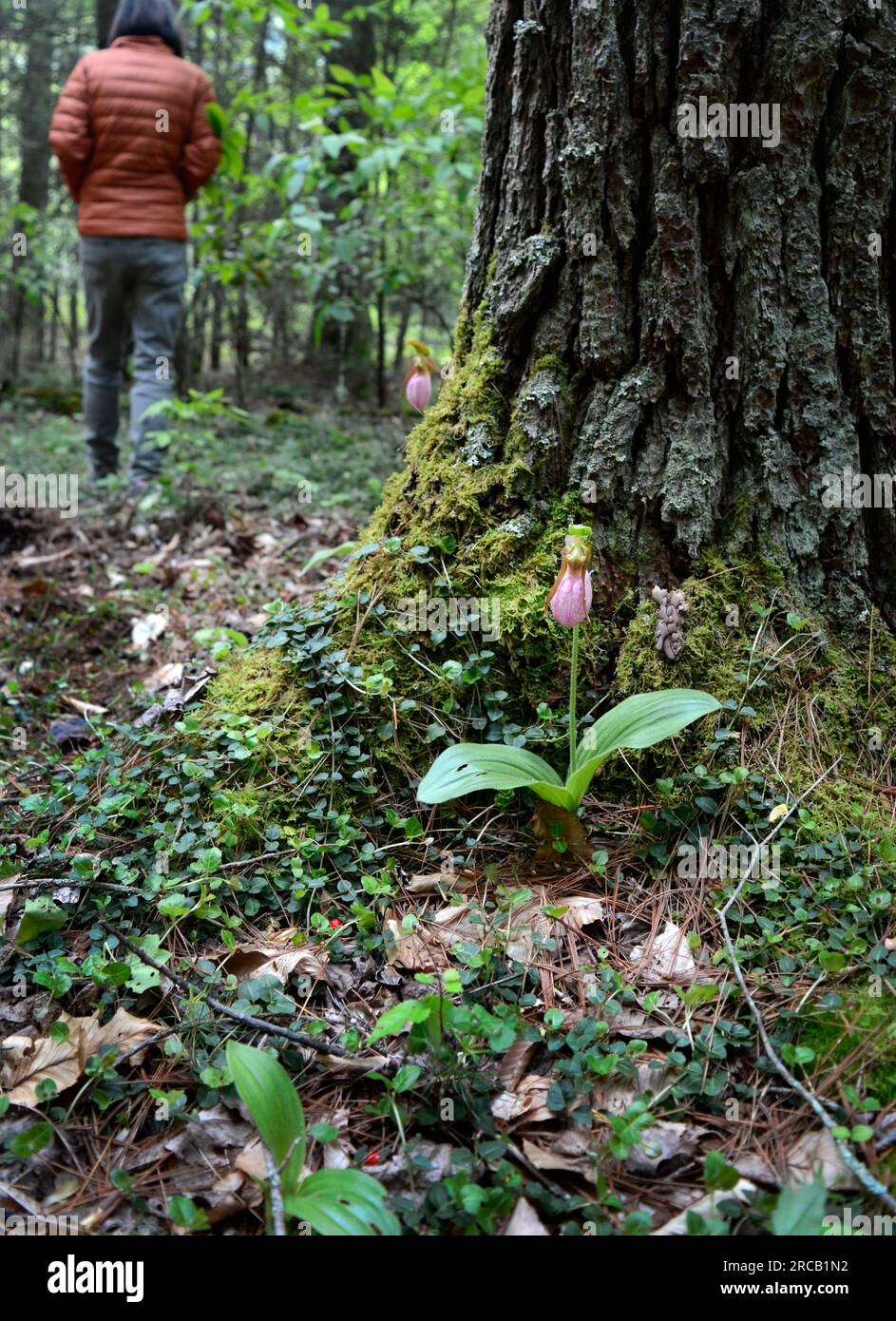 Une femme marche près d'une fleur sauvage de Cypripedium (Cypripedium acaule) dans la forêt nationale Cherokee près de Laurel Bloomery, Tennessee, États-Unis Banque D'Images