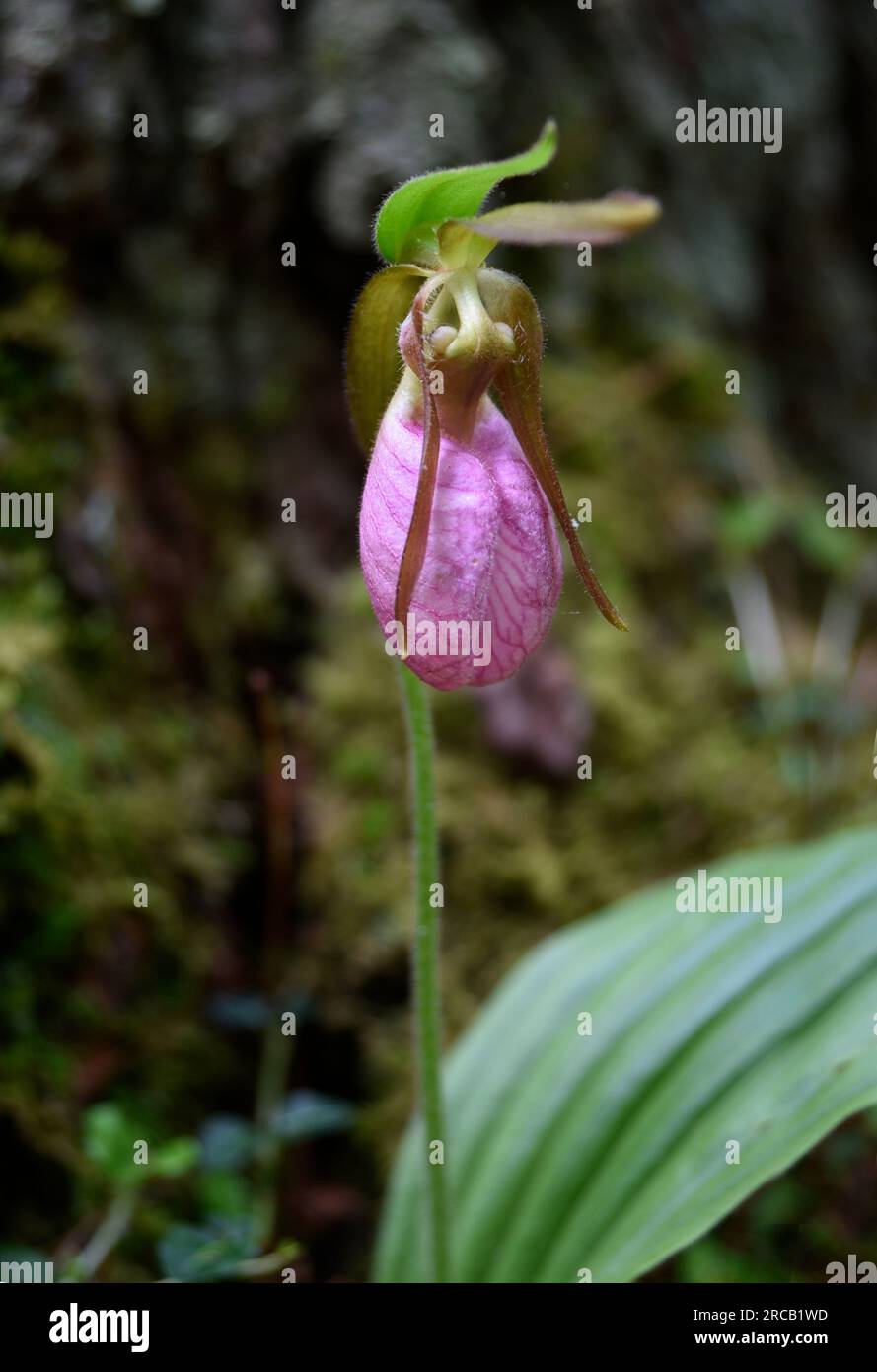 Fleur sauvage de Cypripedium acaule, un slipper rose qui pousse dans la forêt nationale de Cherokee près de Laurel Bloomery, Tennessee, États-Unis Banque D'Images