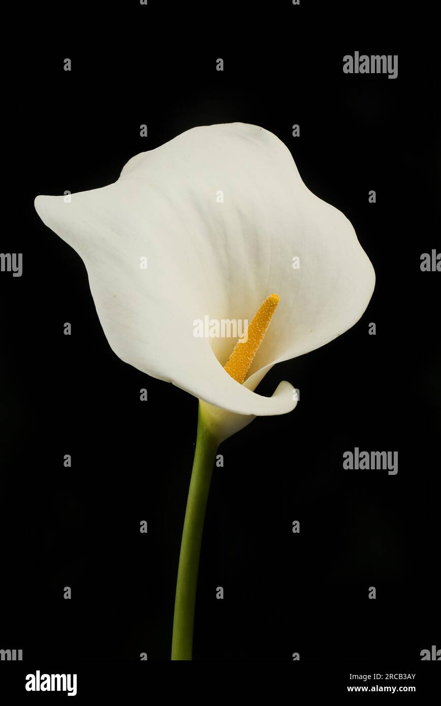 Fleur Zantedeschia isolée sur fond noir Banque D'Images