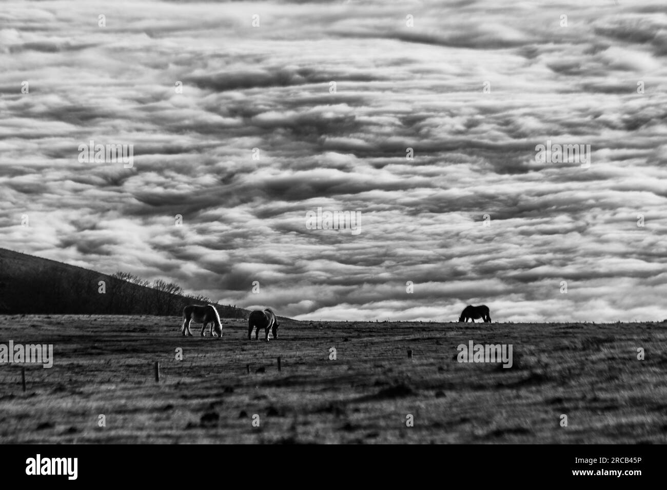 Des chevaux se pastant sur une montagne, au-dessus d'une mer de brouillard au coucher du soleil Banque D'Images