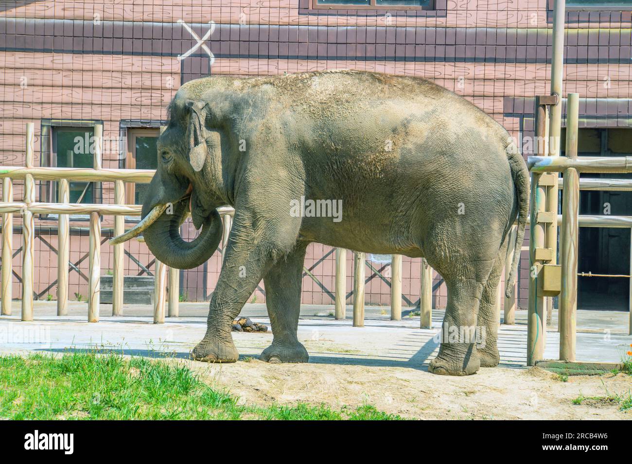 Éléphant dans le zoo de Kiev, photo vue latérale complète Banque D'Images