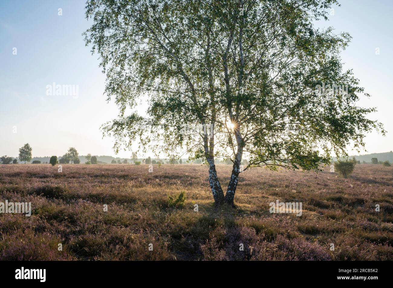 Bouleau (Betula) rétroéclairé avec sunstar et bruyère commune en fleurs (Calluna vulgaris), Lueneburg Heath, Basse-Saxe, Allemagne Banque D'Images