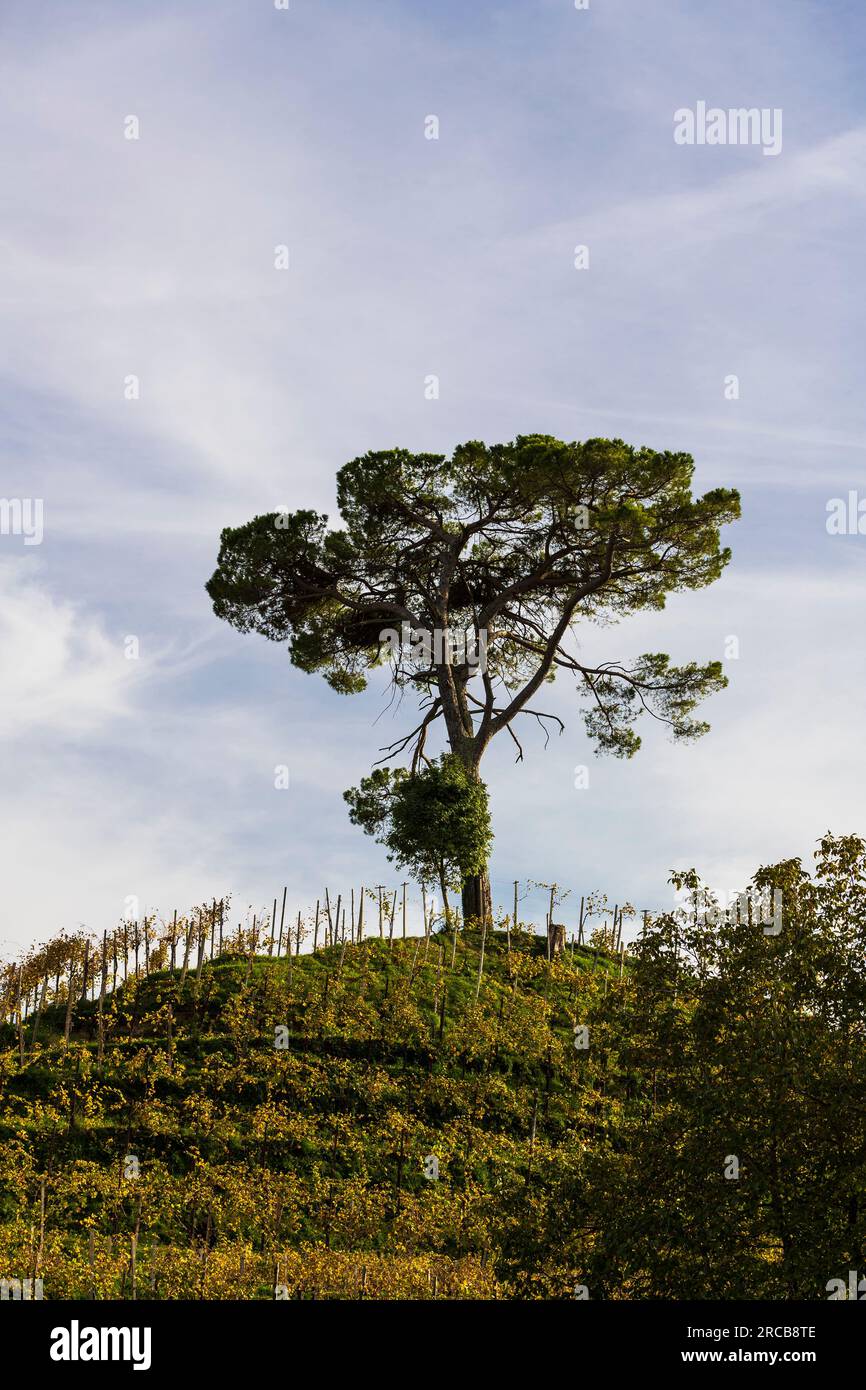 Italie Veneto Rolle - vignobles Banque D'Images
