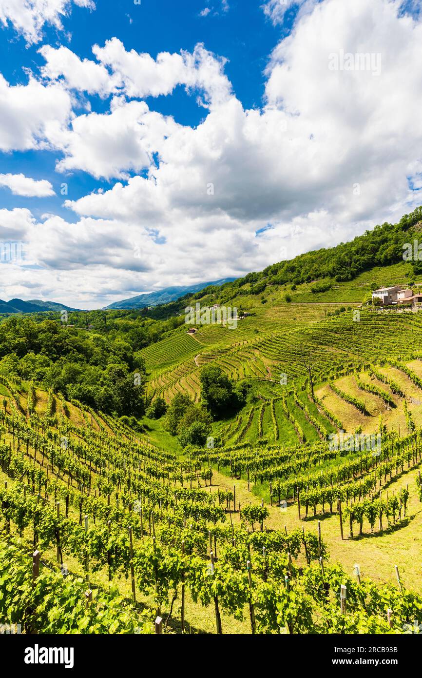 Italie Veneto Rolle - vignobles Banque D'Images