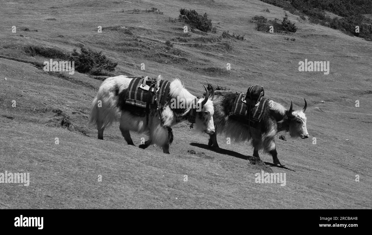 Deux yaks marchant vers Namche Bazaar Banque D'Images