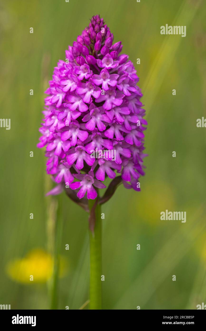 Orchidée pyramidale (Anacamptis pyramidalis) fleurissant dans un arboretum Banque D'Images