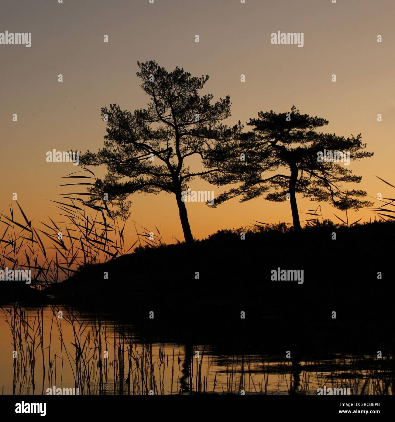 Scène matinale dans Vita Sannar, Dalsland. Deux arbres au bord du lac Vannern, le plus grand lac de Suède et de l'UE Banque D'Images